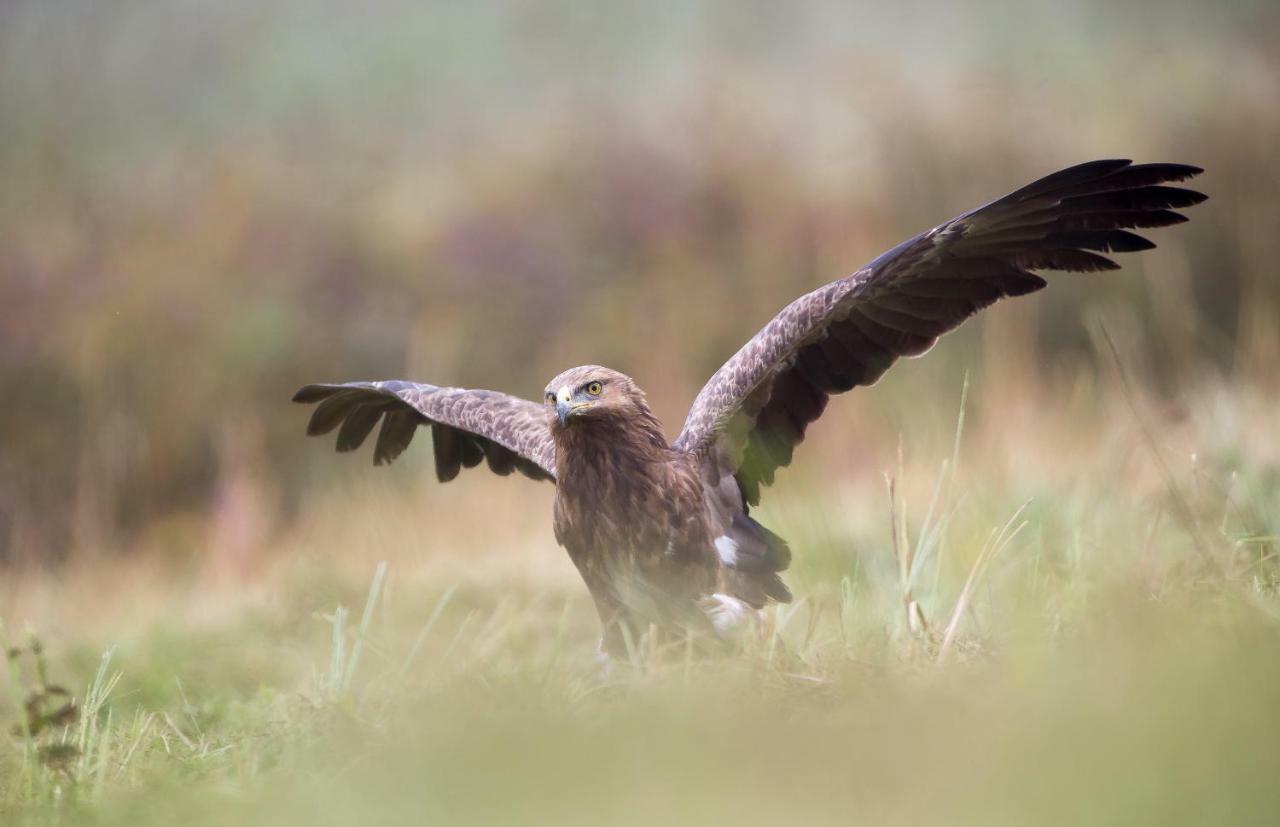 Białowieża Bialowieski Raj المظهر الخارجي الصورة