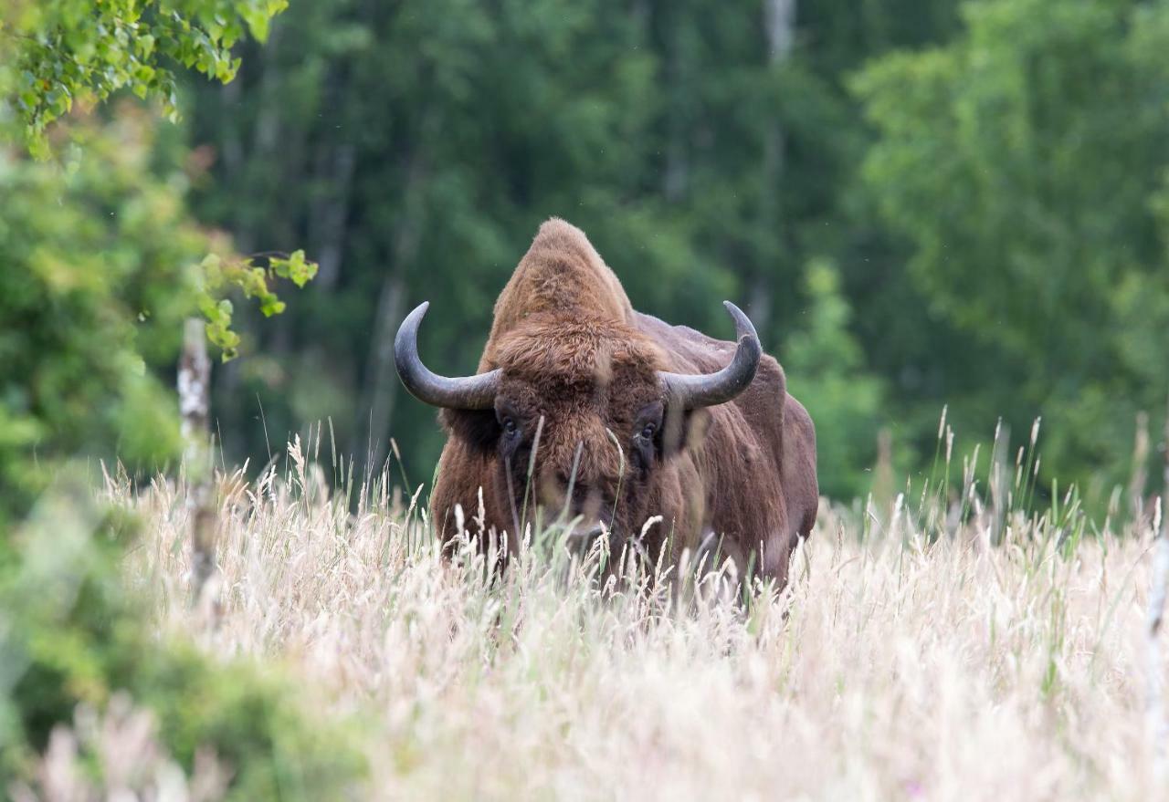 Białowieża Bialowieski Raj المظهر الخارجي الصورة