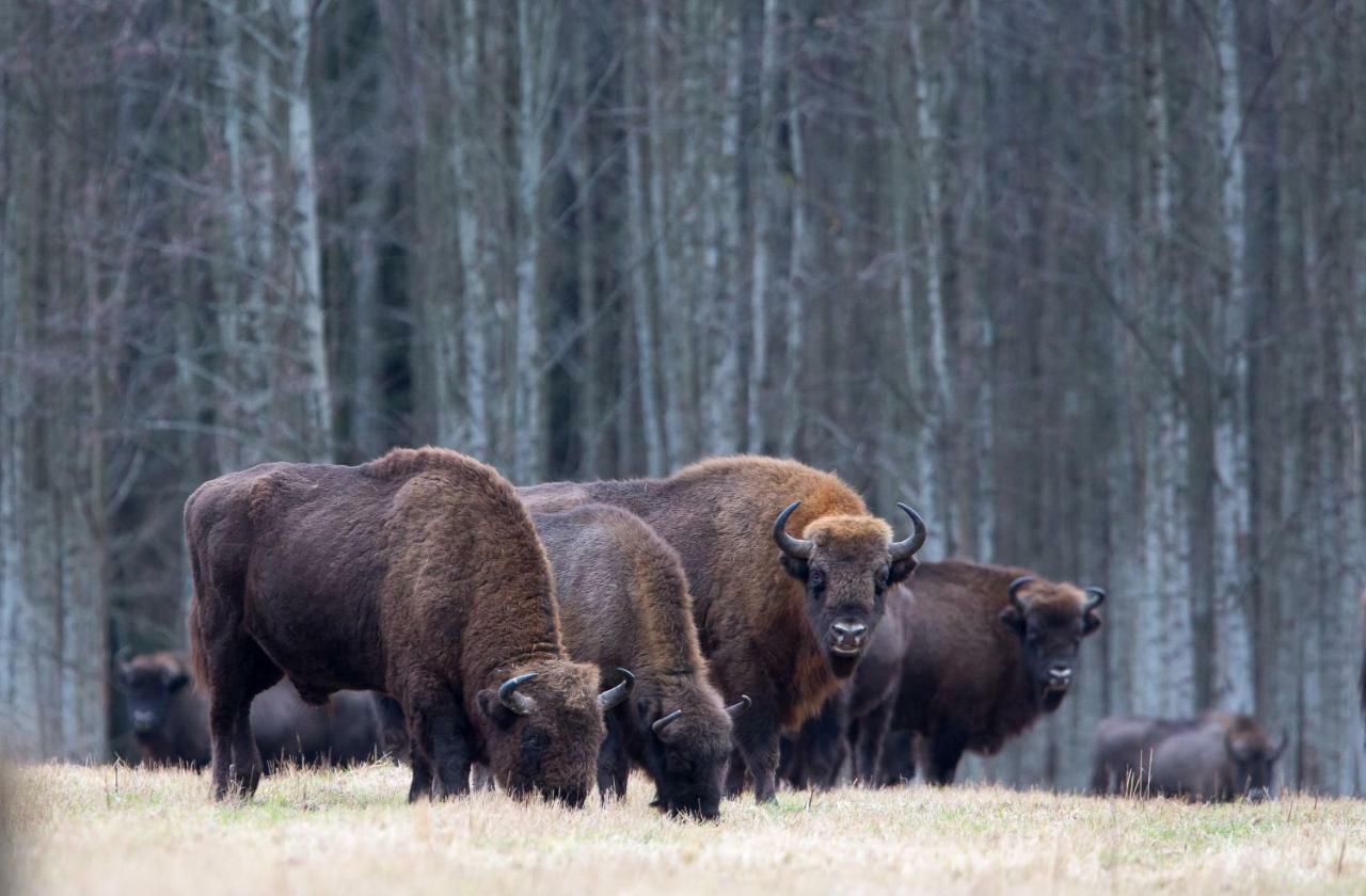 Białowieża Bialowieski Raj المظهر الخارجي الصورة